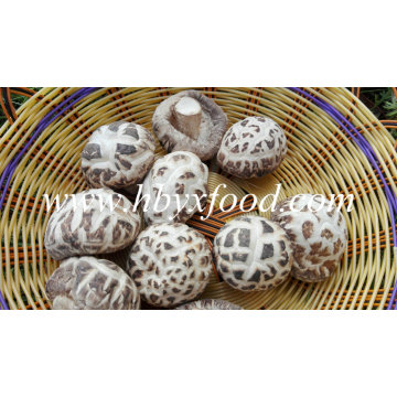 Dried White Flower Shiitake Mushroom Agricultural Products